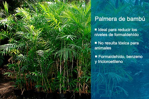Las mejores plantas purificadoras de aire para casa Palmera de bambú