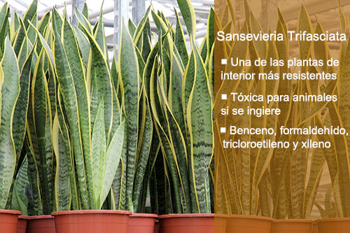 Plantas purificadoras de aire para casa Sansevieria Trifasciata