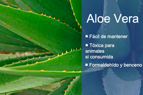 Las mejores plantas de interior para purificar el aire Aloe Vera